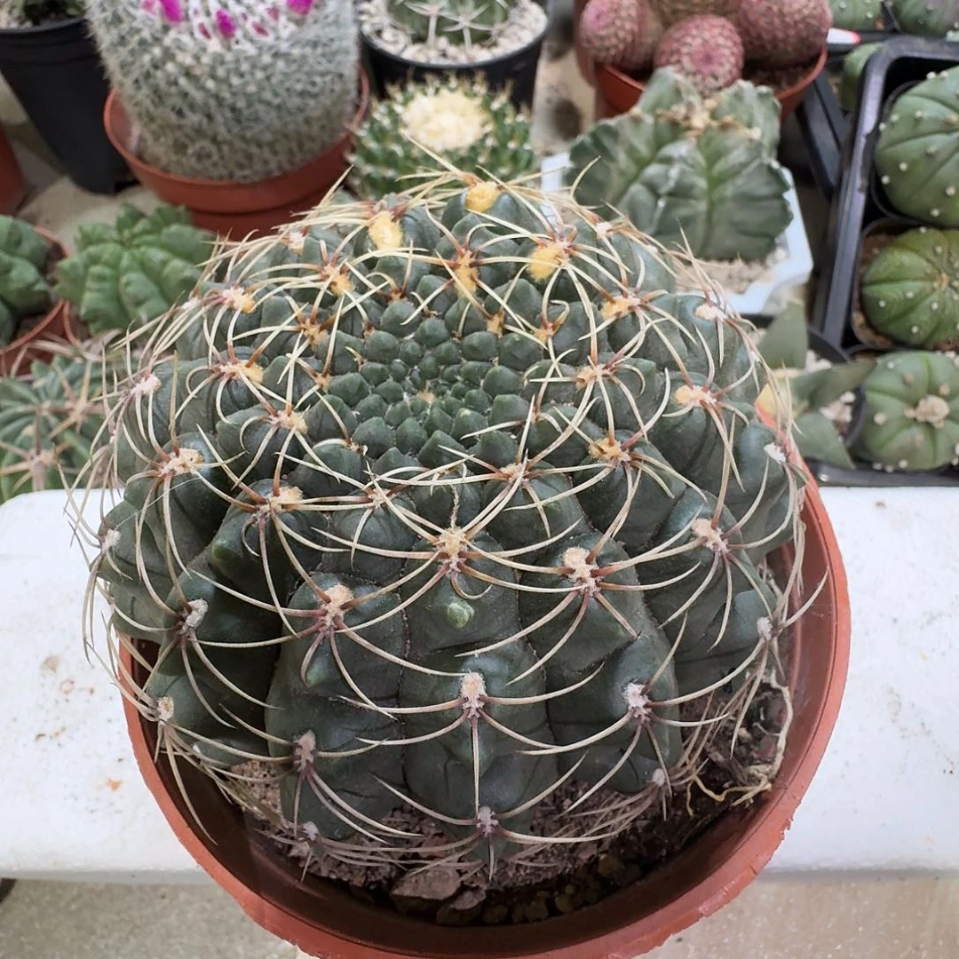 开花机器绯花玉冠幅 10.5