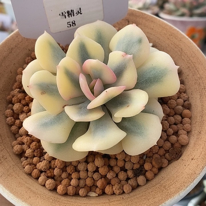 雪精灵单头0000002