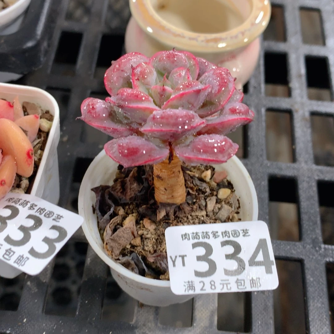 肉萌萌拇指盆精控多肉YT334