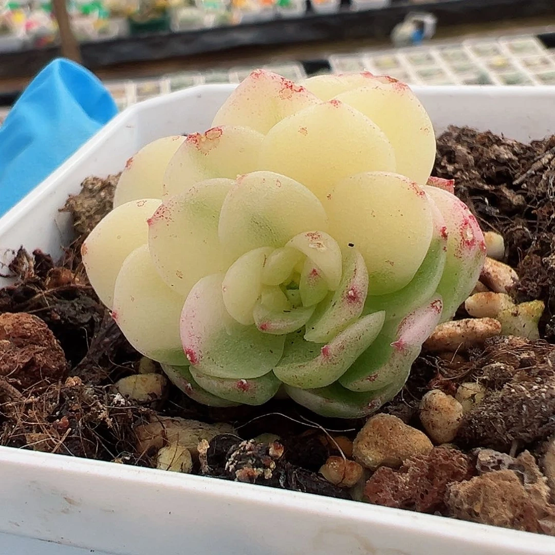 麦秆锦，多肉植物