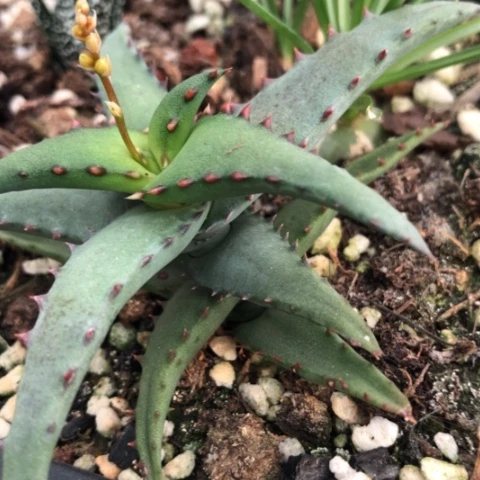 卡莎蒂芦荟多肉植物