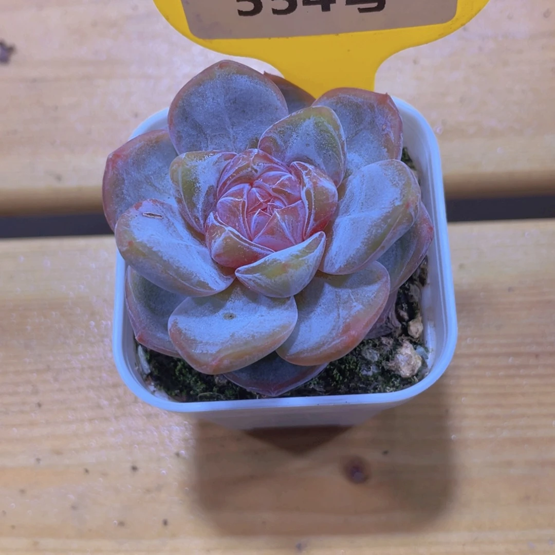 554号 宽叶精品大白兔