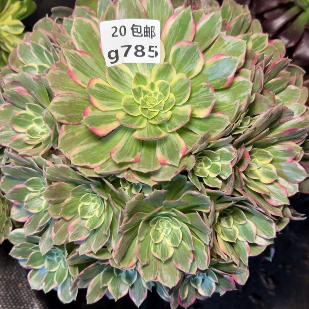 785万彩灯，满20包邮嘟叮熊