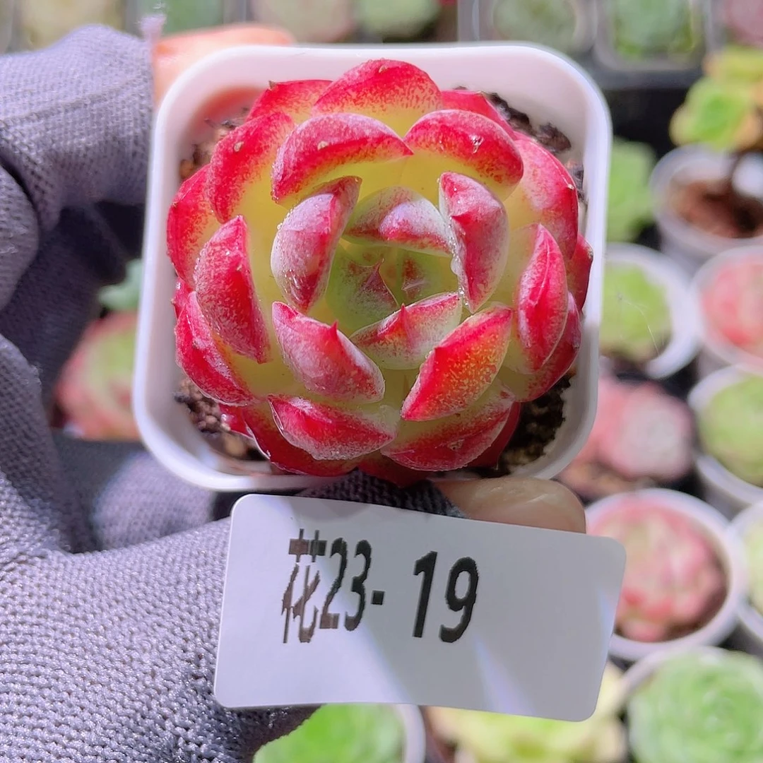 花利美23-19女王玫瑰