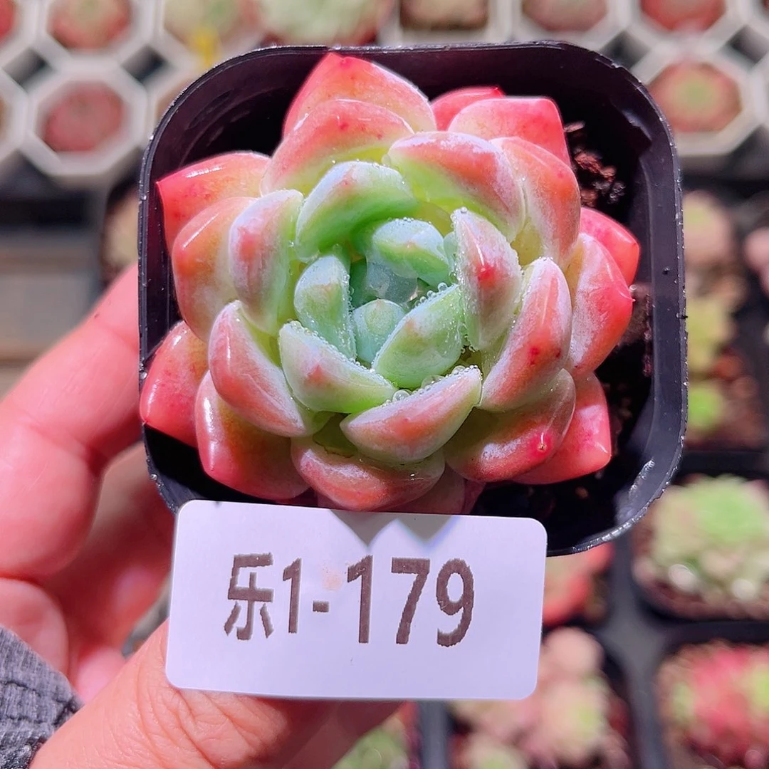 乐然1-179 冰糖单头