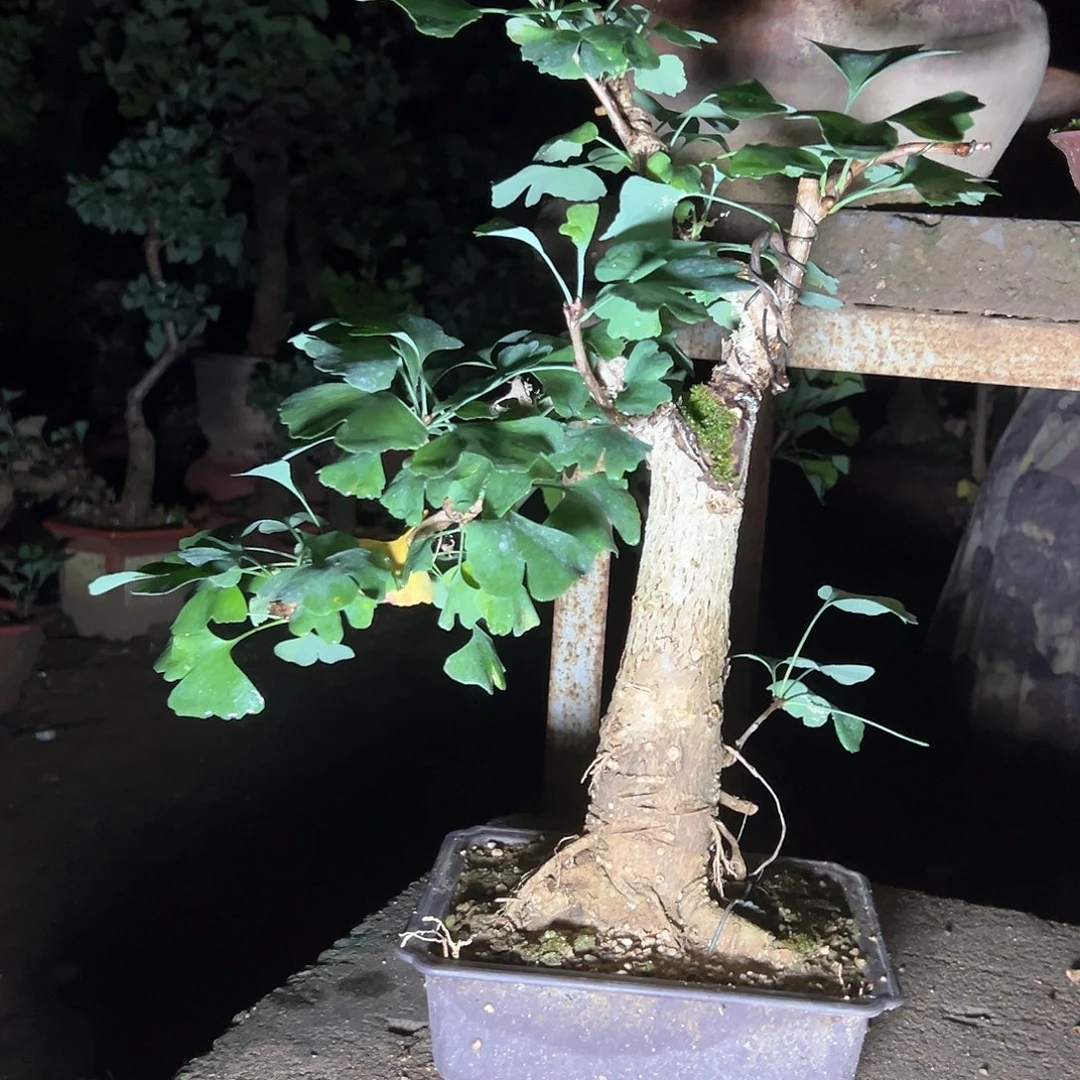 满***活无花朵银杏带盆发货