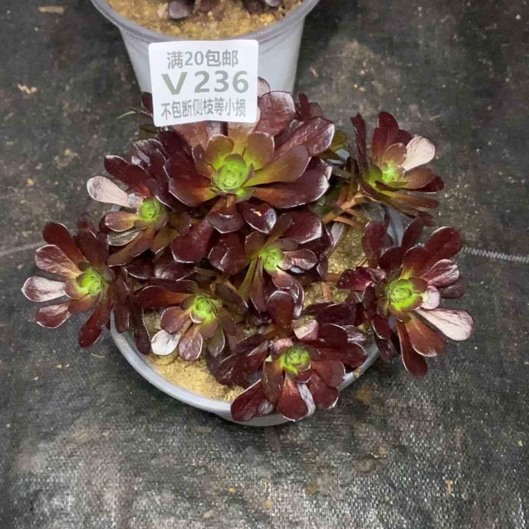 236红日多肉法师锦多肉