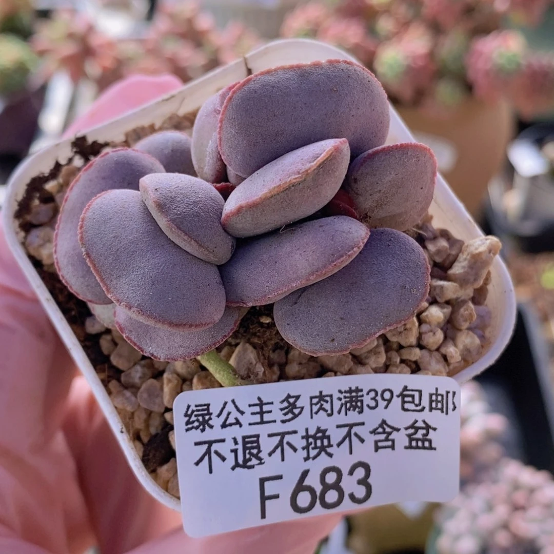 小红蛋5cm683多肉