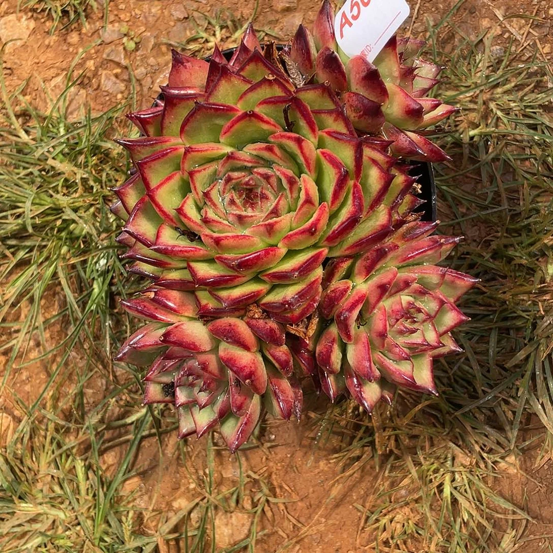 若如东云组拍A502