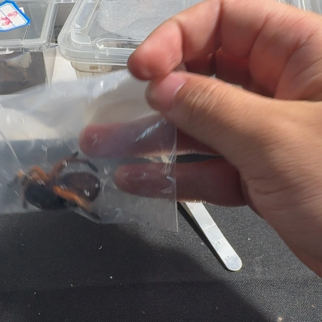 跳蛛墨西哥血脚母