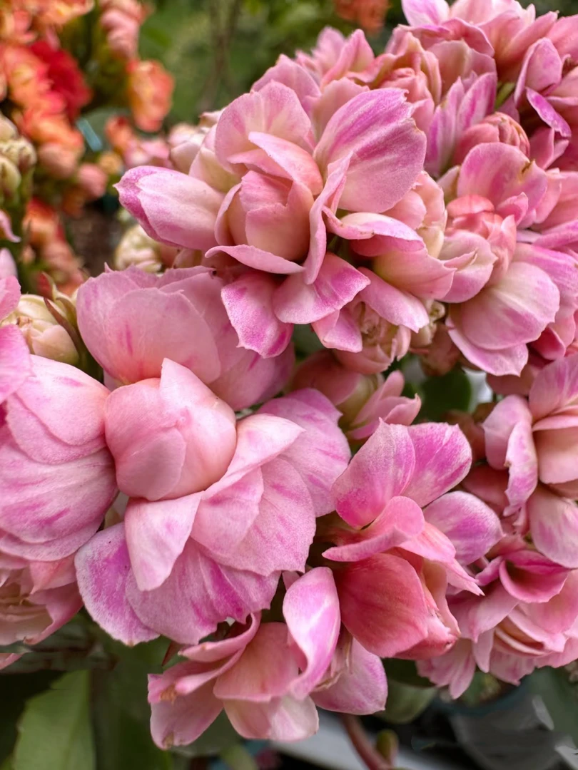 奥格尔 100盆 北京昊景