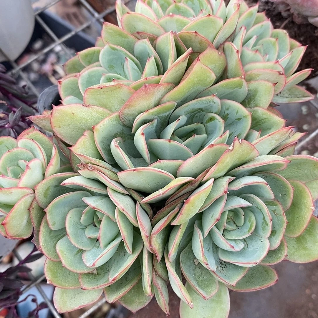 牡丹亭 多头多群生