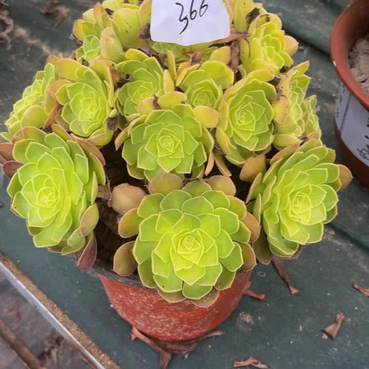 366雨荷多肉植物法师