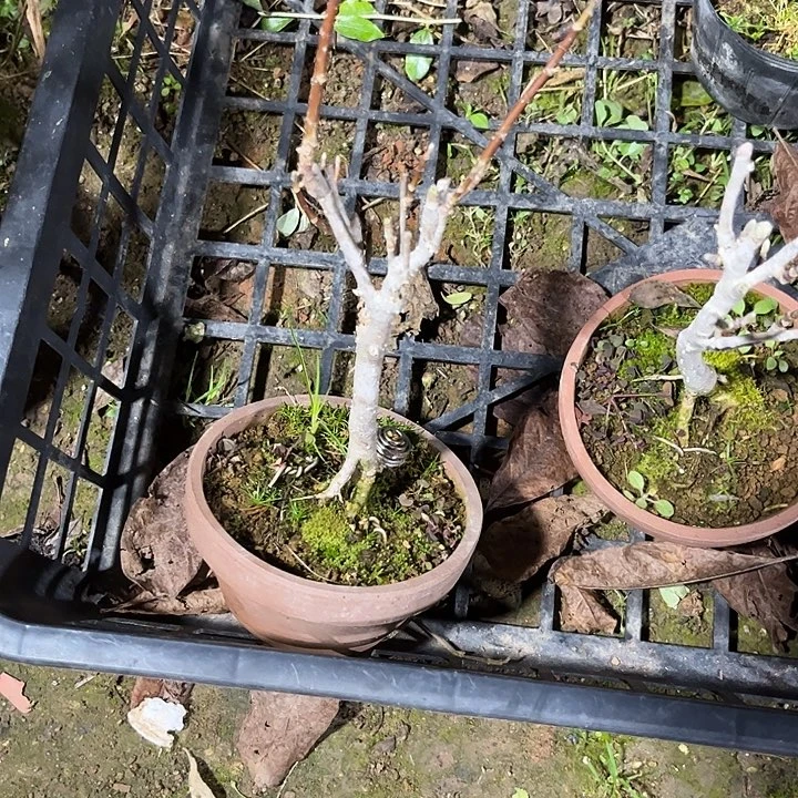 锈***商无花朵姬辛夷26588 000