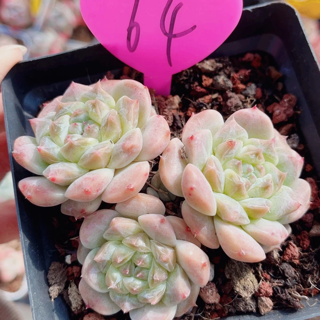 64号老桩秘境冰魄群