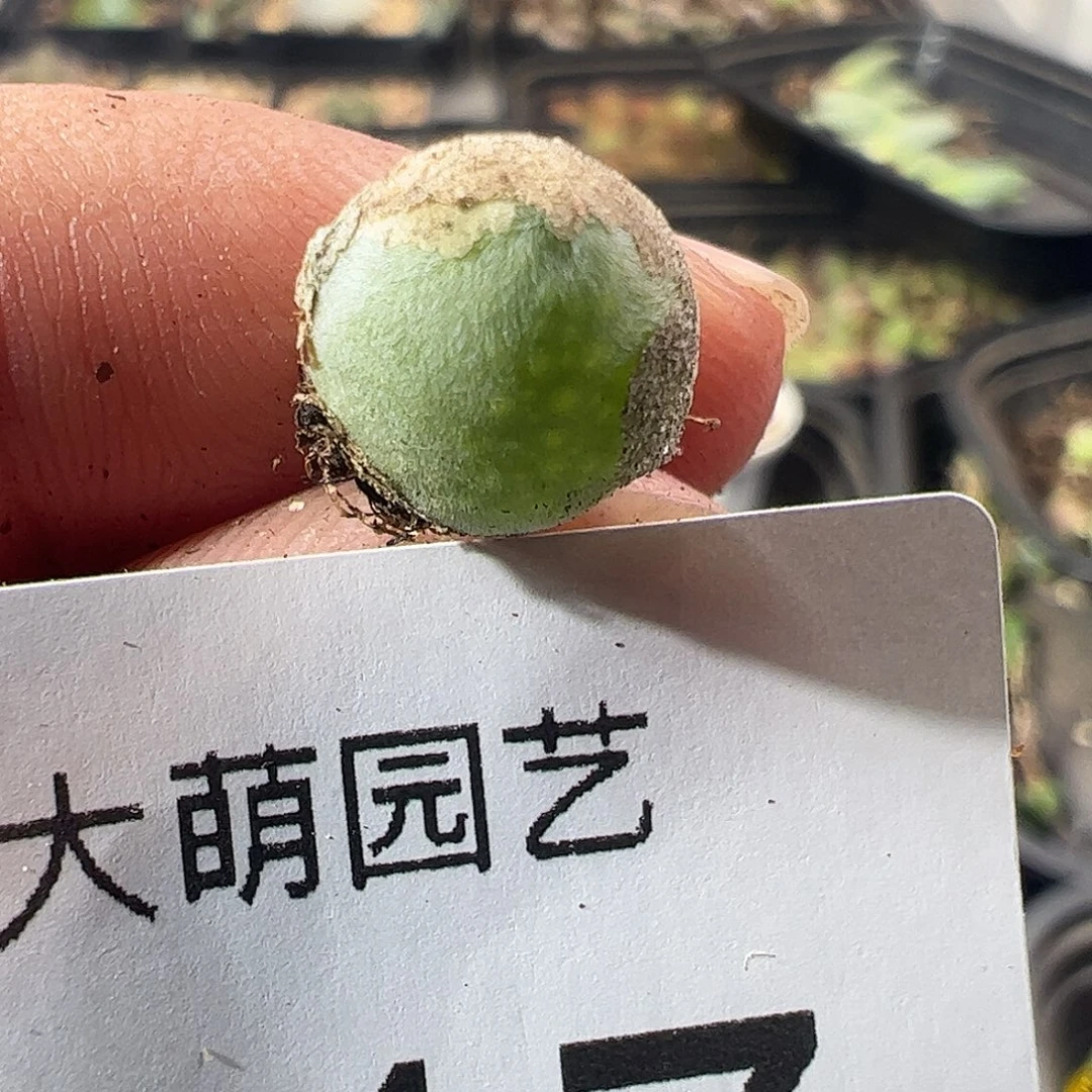 一物一拍园艺宝辉。    217