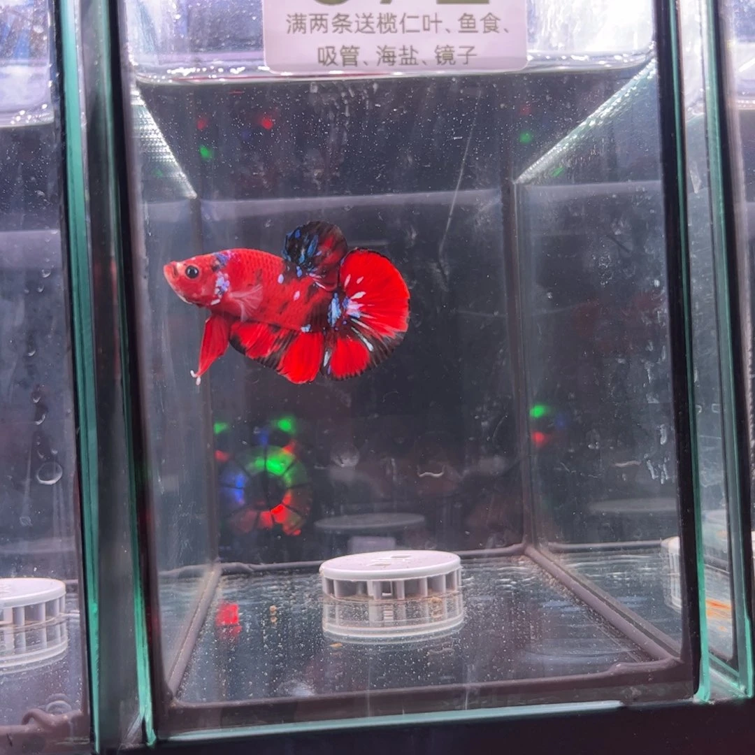 斗鱼泰国斗鱼72号