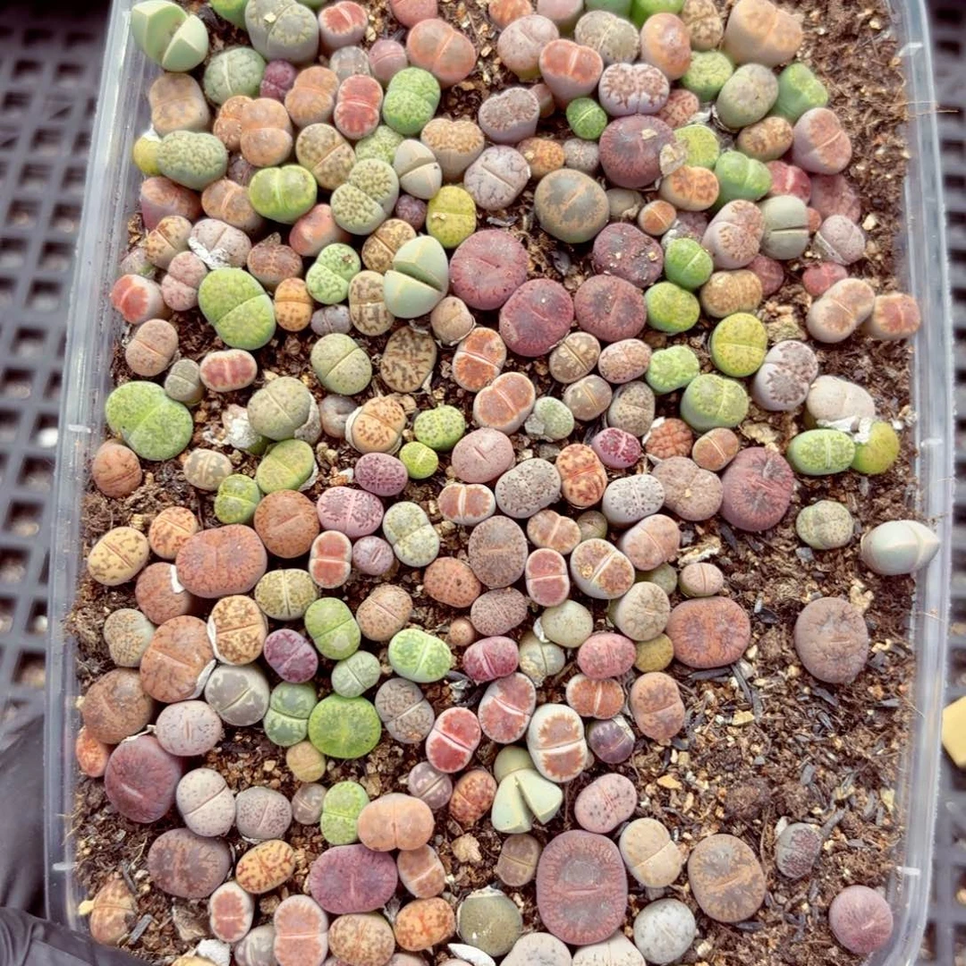 6218—生石花 生石花