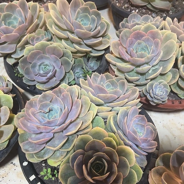蓝色苍鹭。
