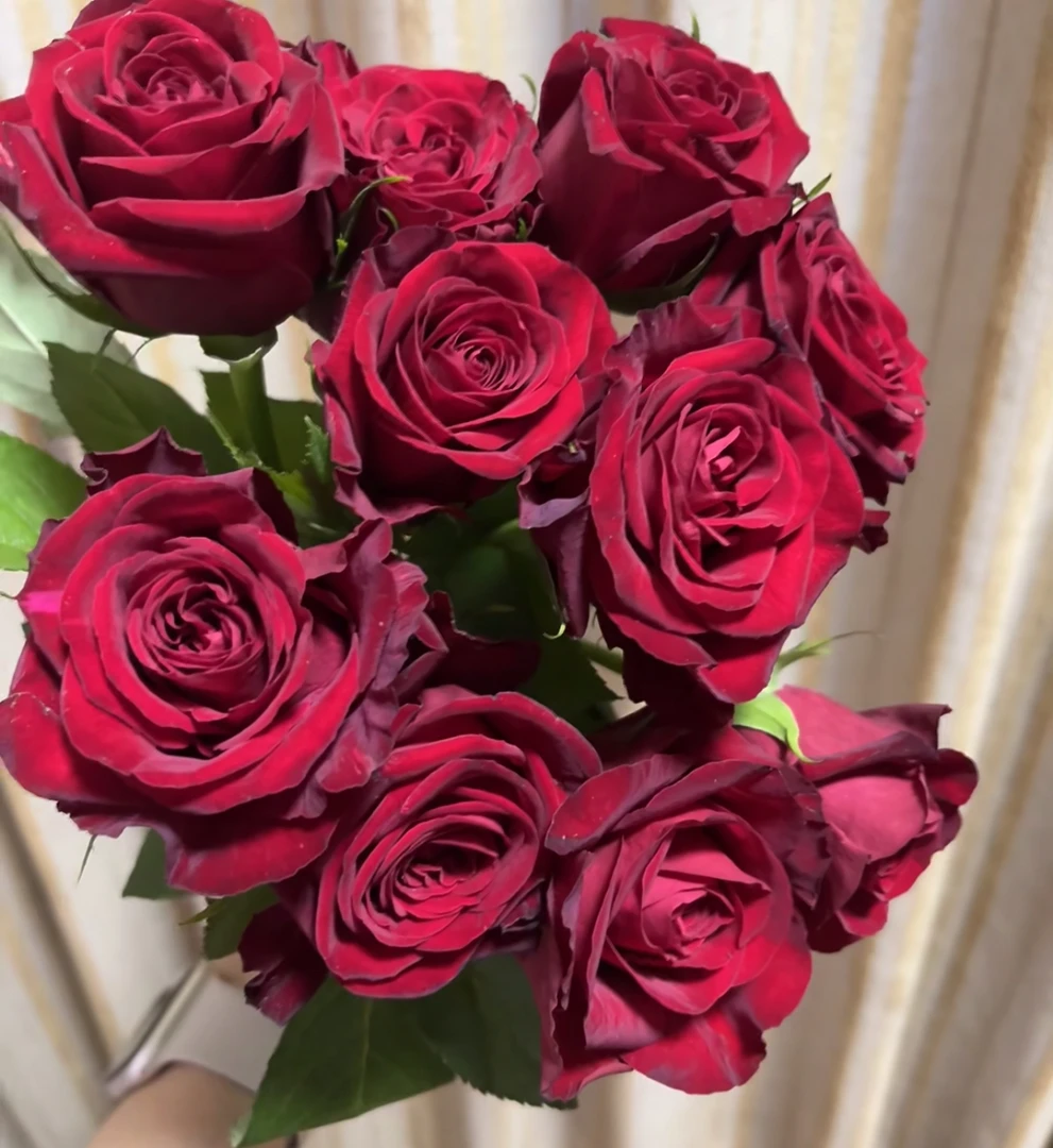 （曼）爱慕15支➕5支防损鲜花任意满两单包邮