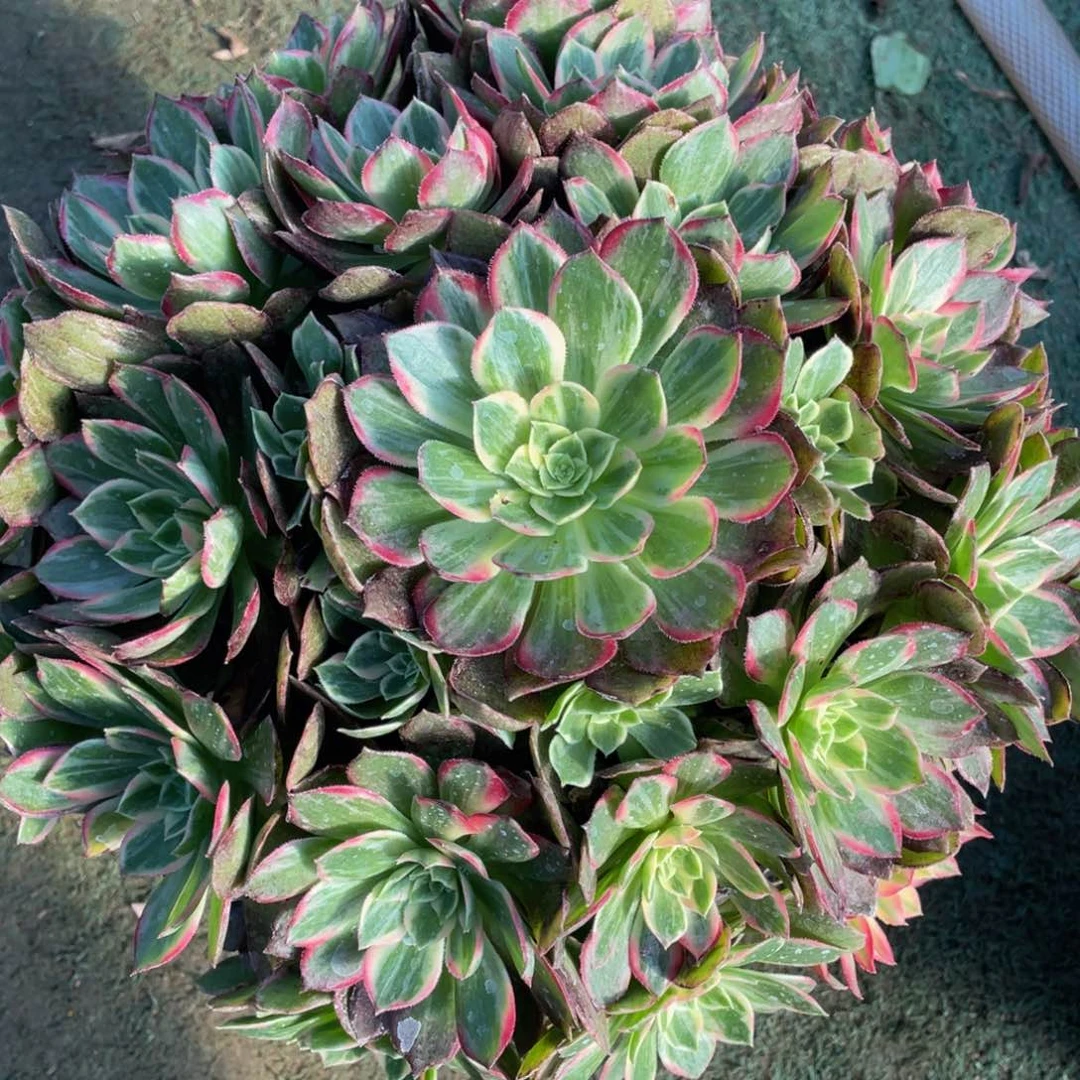 445万花筒精品法师老桩