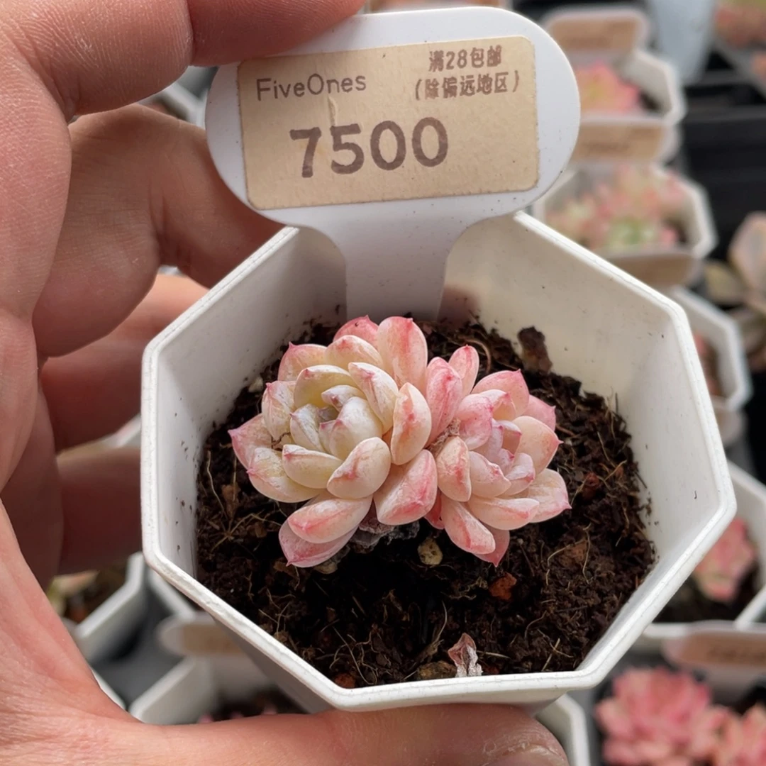 雪颜7500-4.0厘米