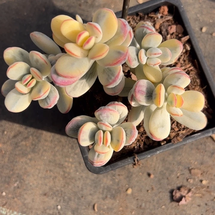 无花朵117号福娘锦无砍