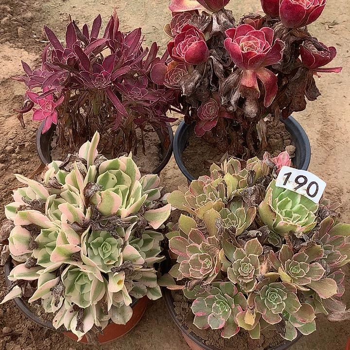 无花朵190四颗多肉植物组合