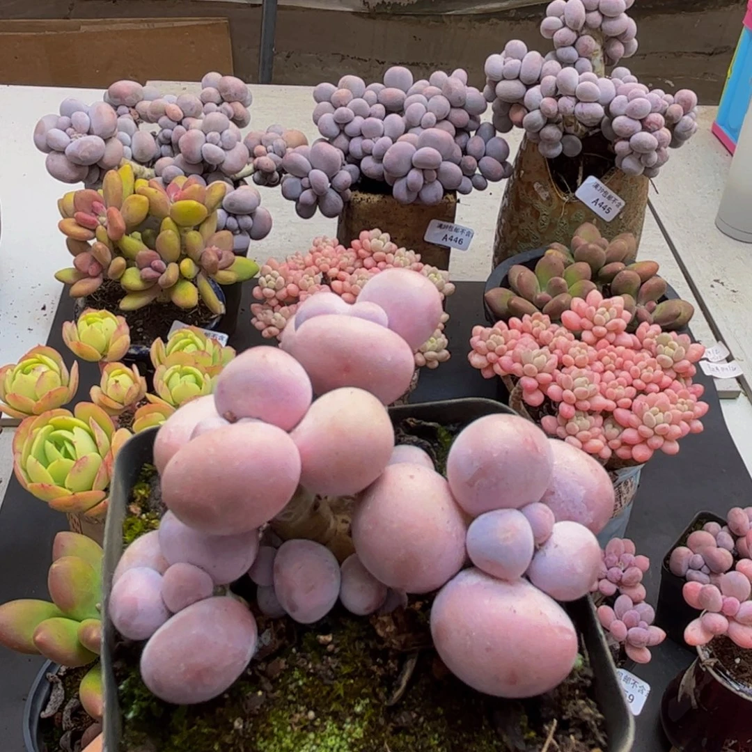 461/橙奶5cm多肉植物