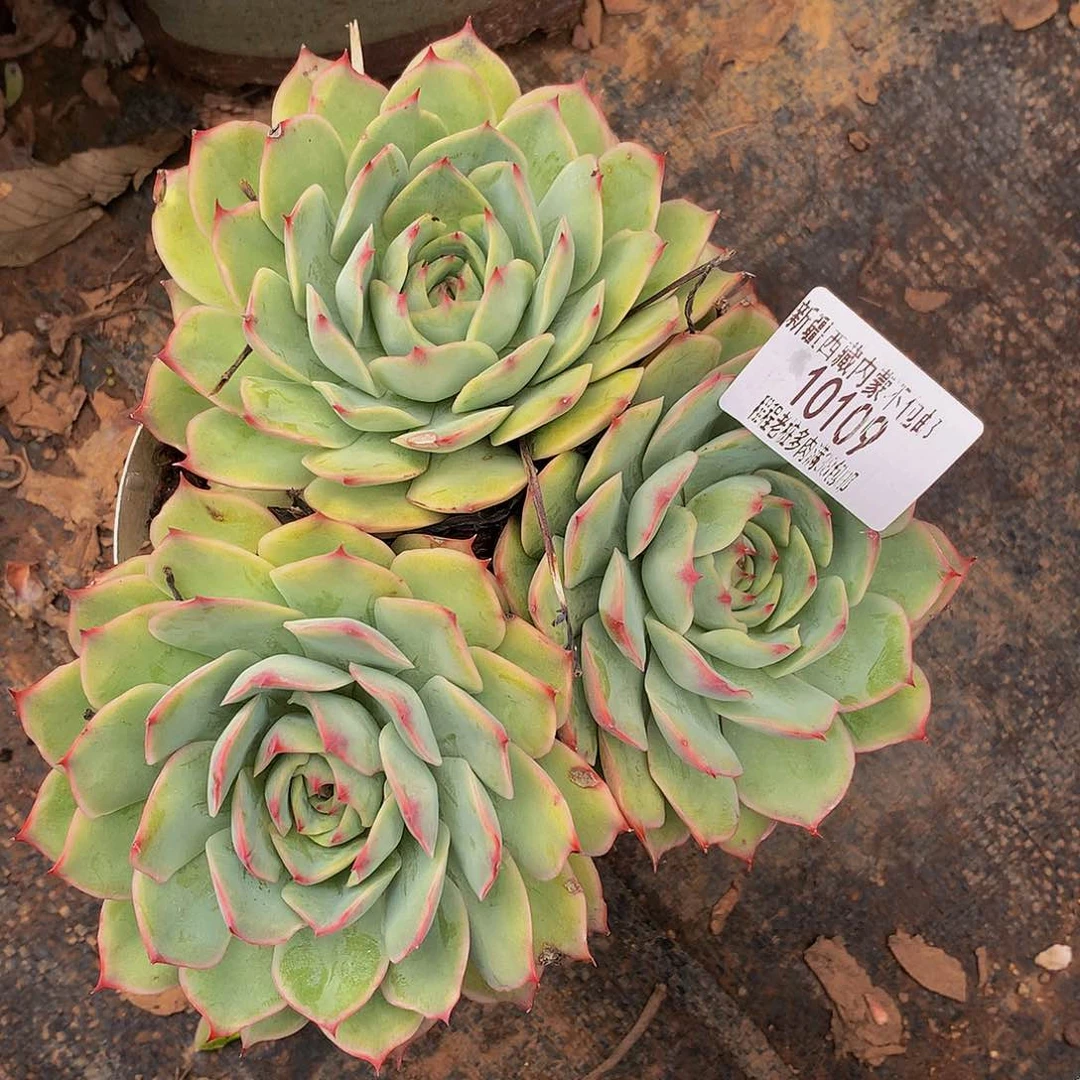 金***堂粉色提示10109多肉多肉