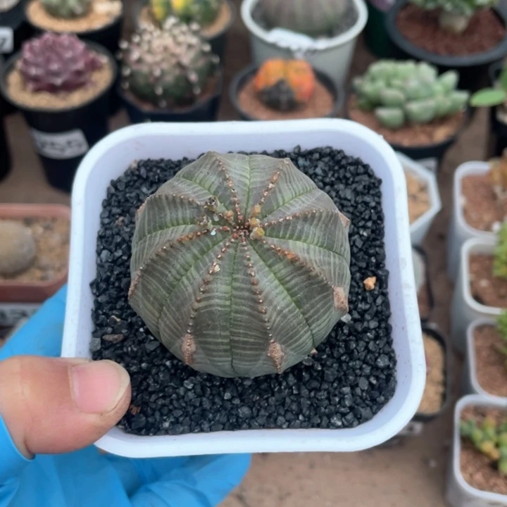 360大单头布纹球