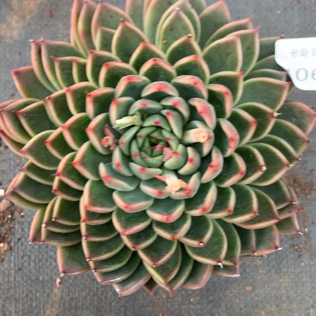 4060杂交精品基地13厘米