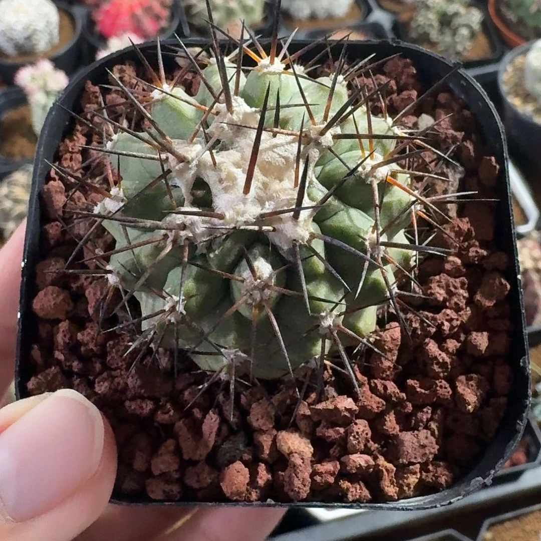 妖鬼玉仙人球12345