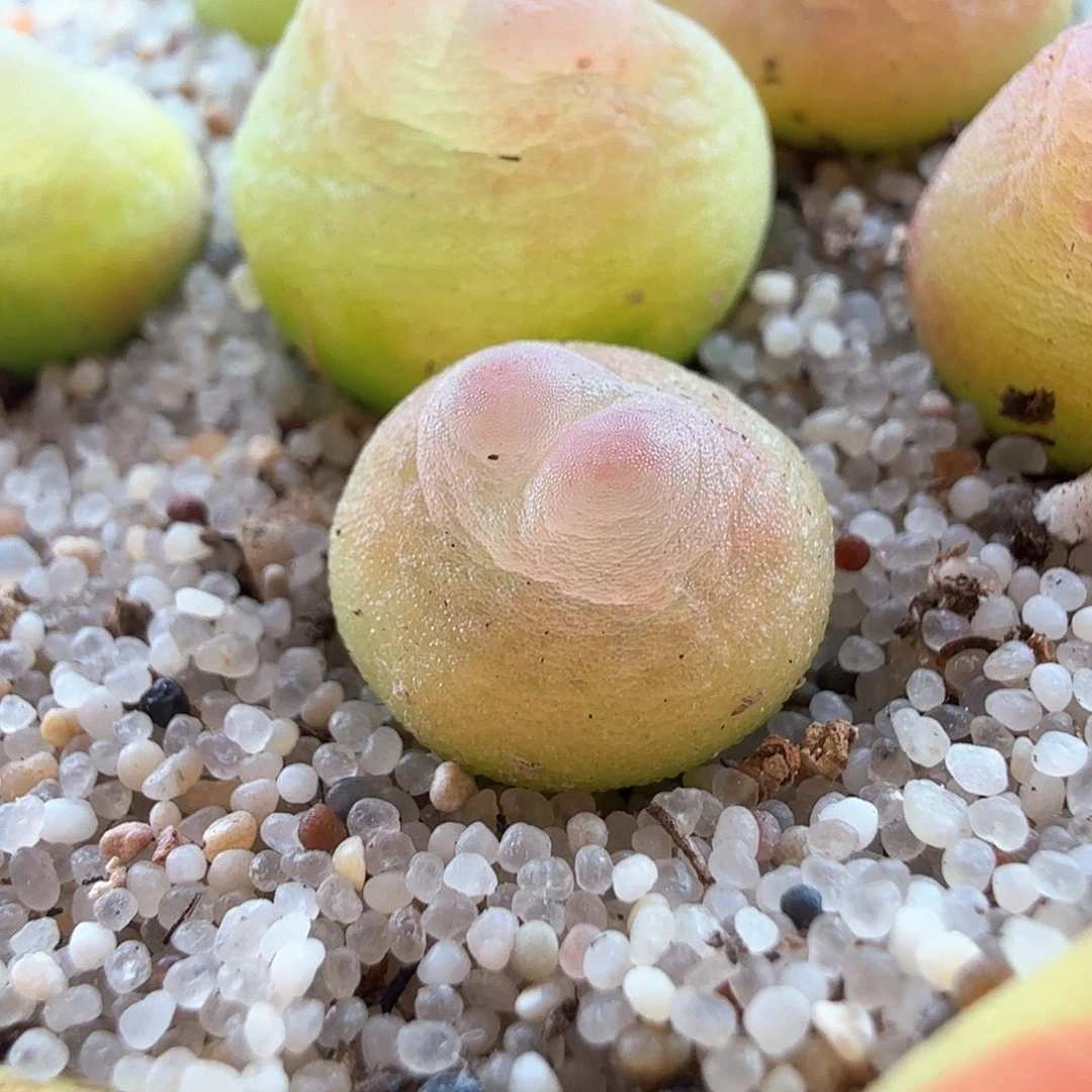 2.1.39/1.0厘米紫皮拉登