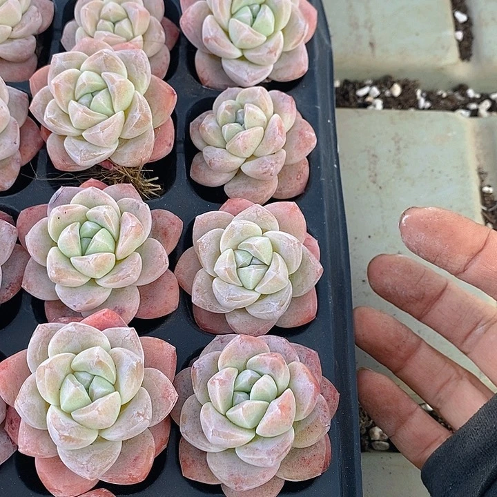 282 多肉植物盆栽花卉植物