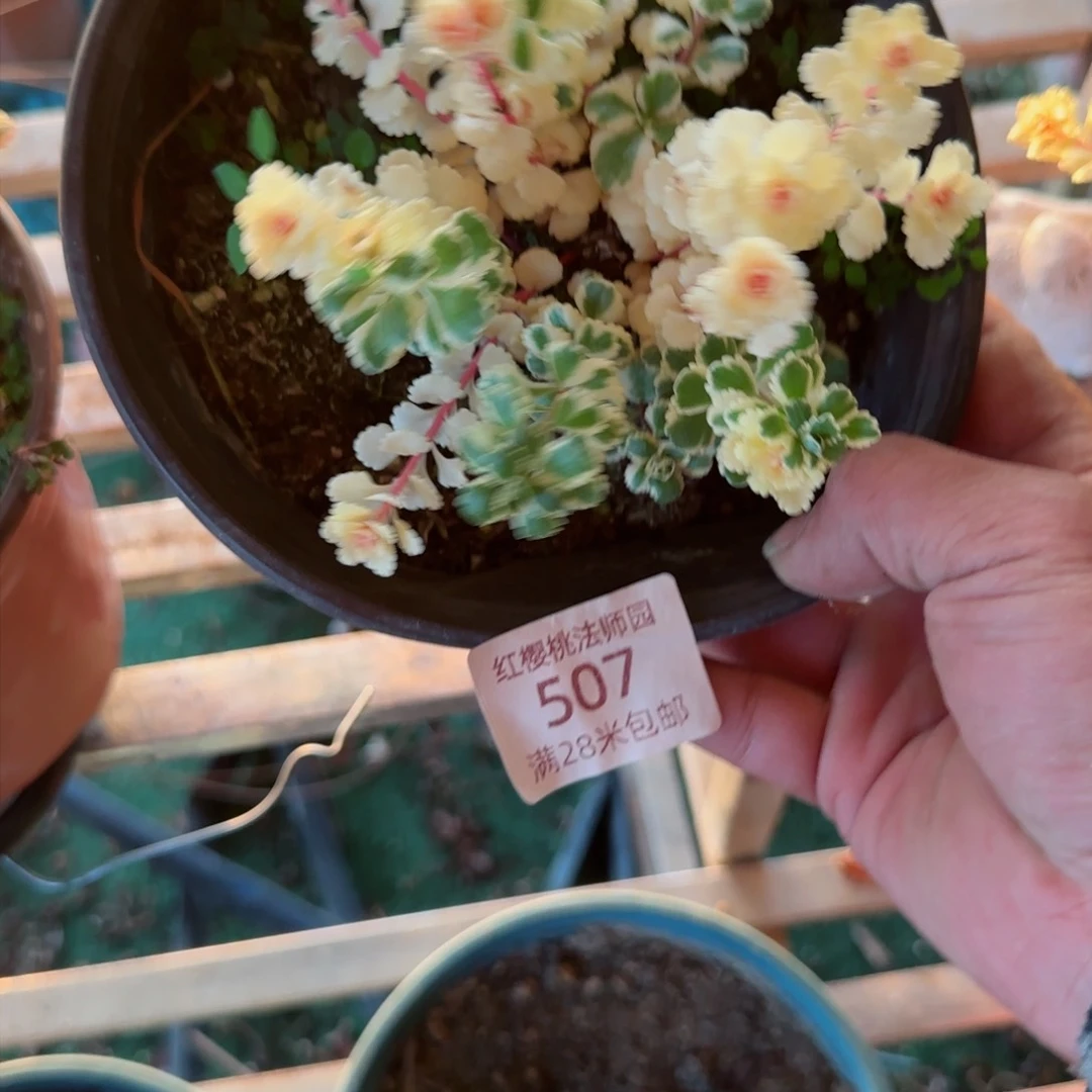 亚特兰蒂法师多肉507