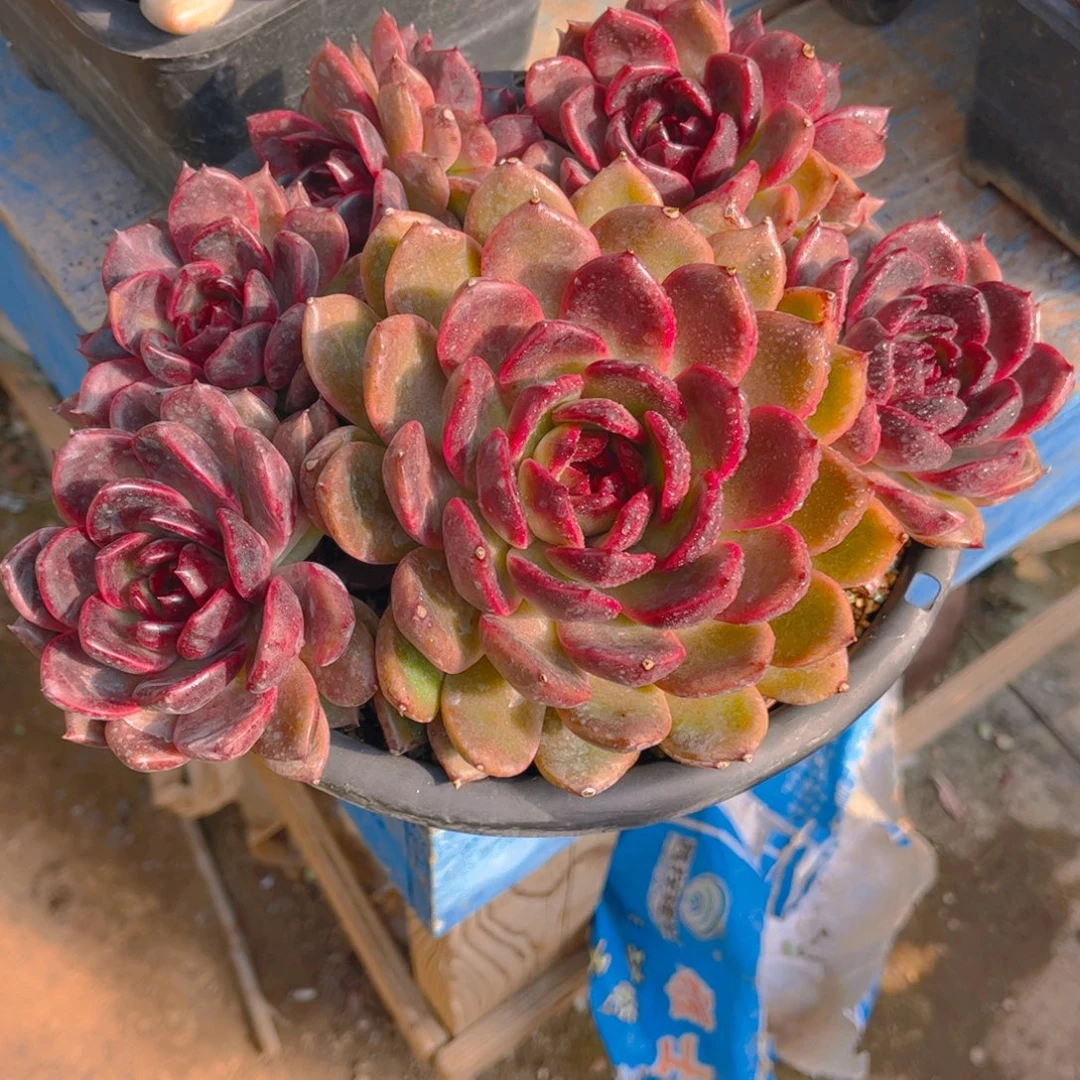 燕***子多肉植物组合盆栽植物