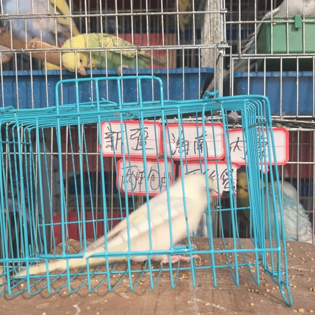 虎皮鹦鹉我的小姐姐