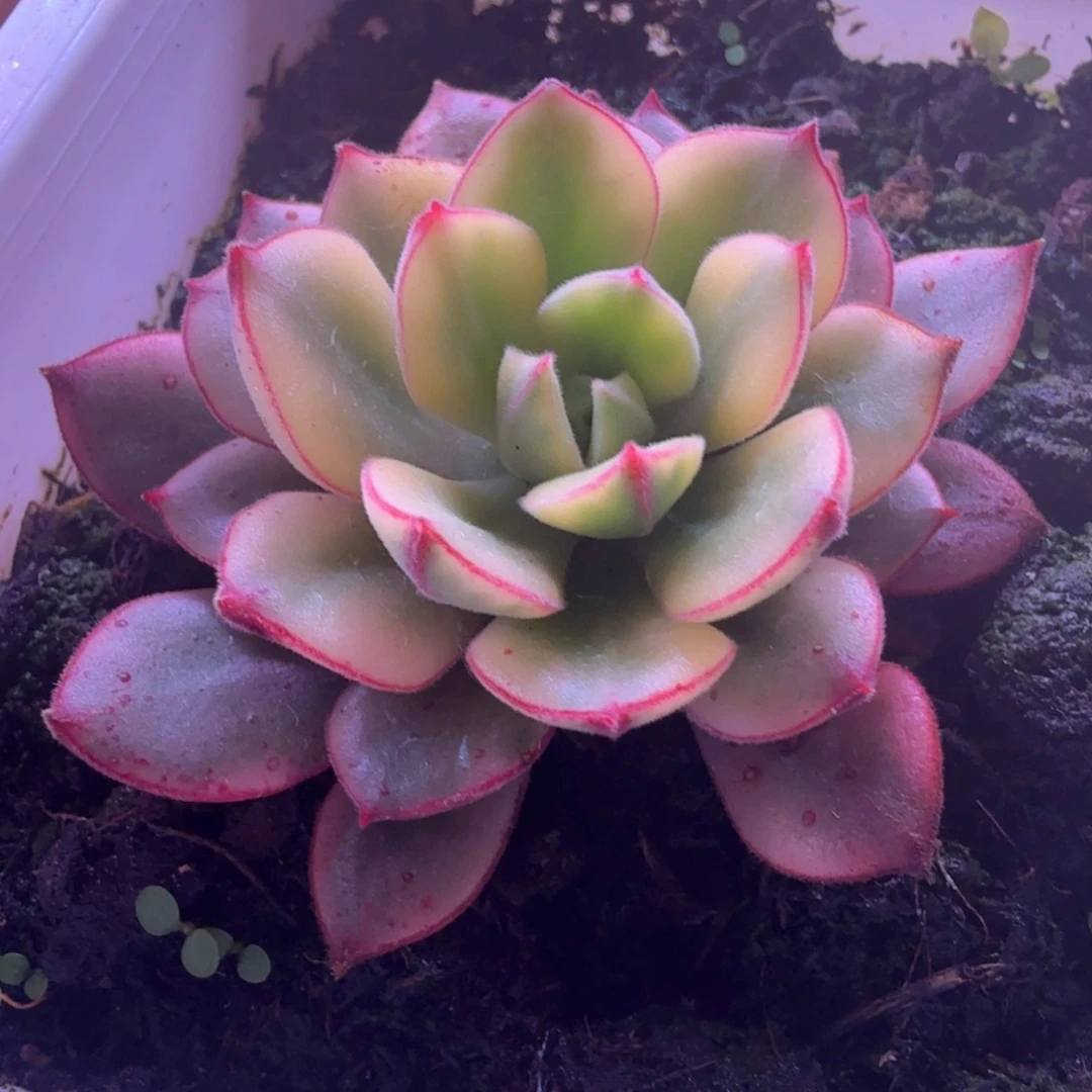 丹尼儿锦 多肉植物