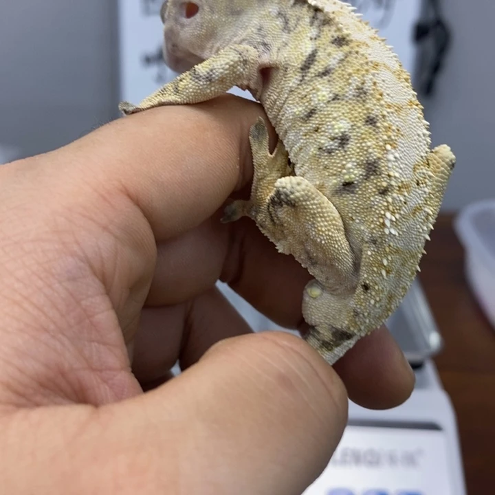 睫角守宫2025.12.14五十七