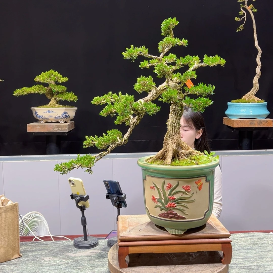 黄杨盆景老桩四季常青