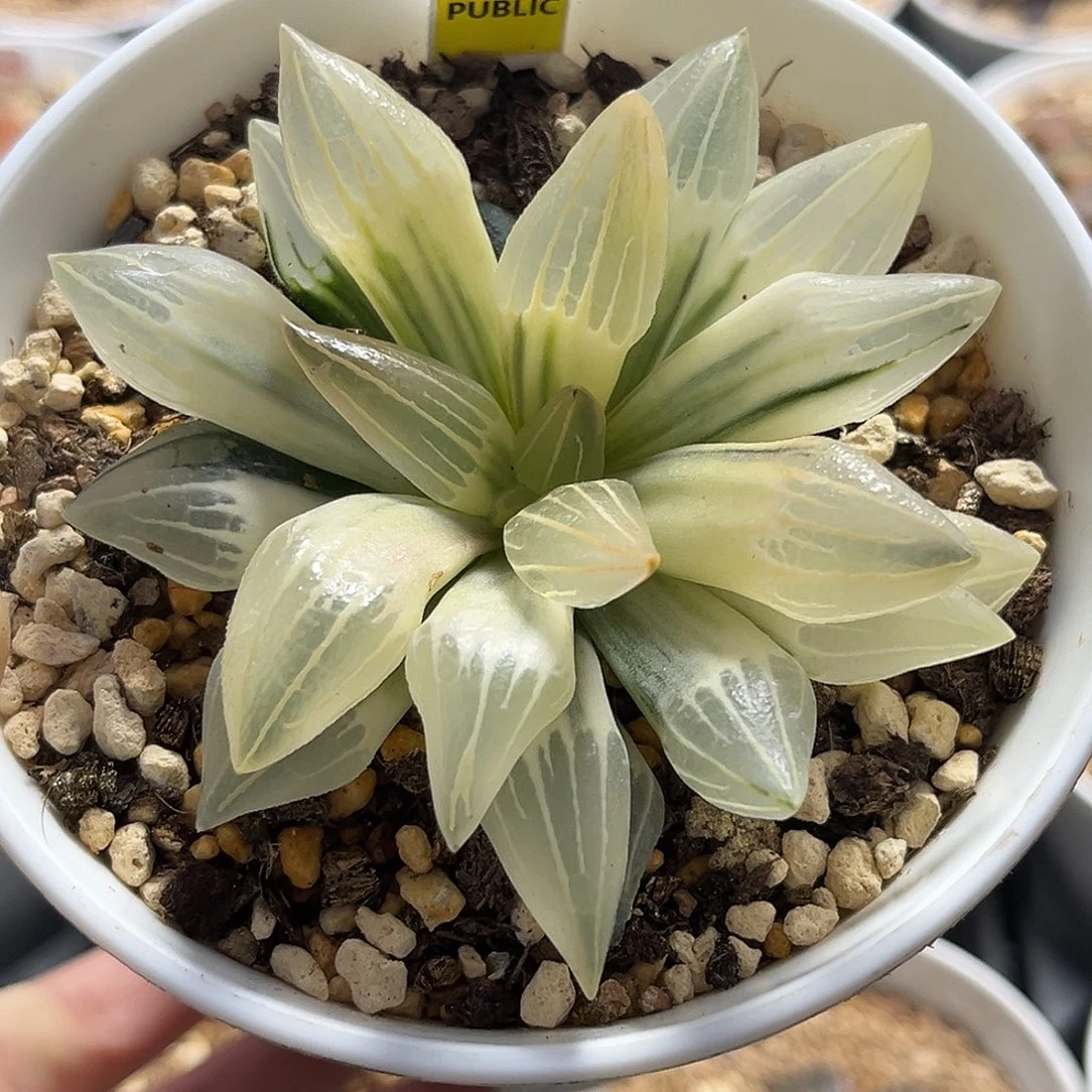 95糊斑西瓜寿锦福利福利