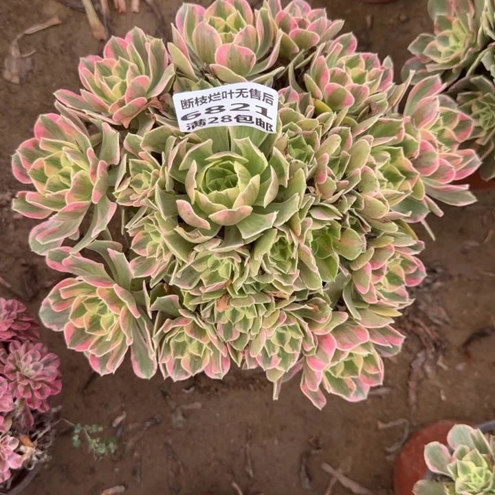 6821二号棚男神多肉D