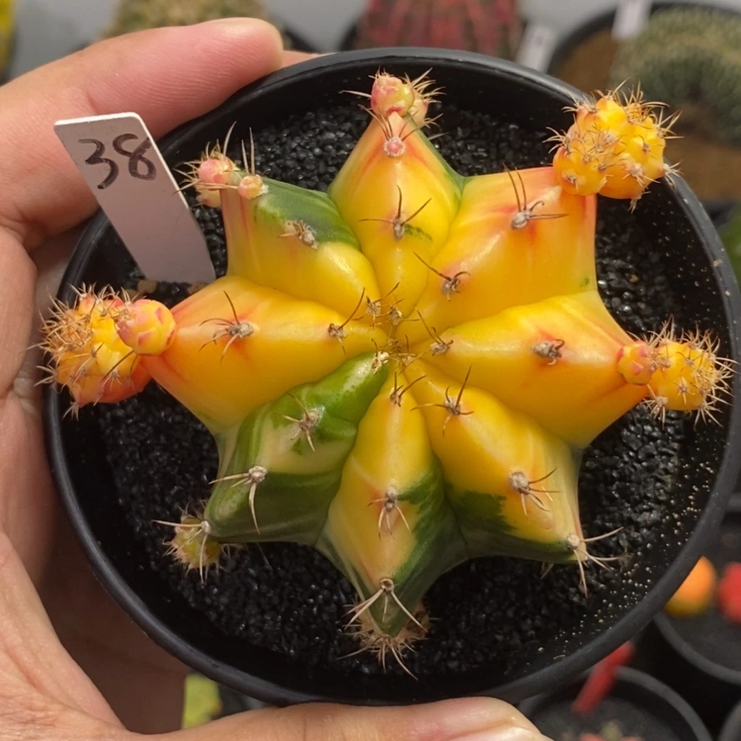 精品米哈—带盆土发货34