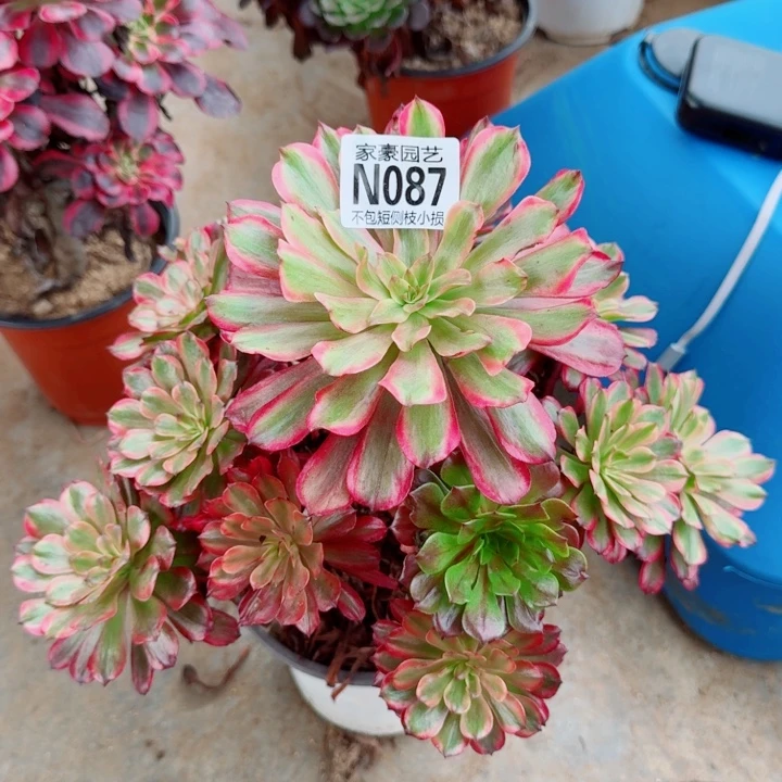 087黄花梨官服25左右2