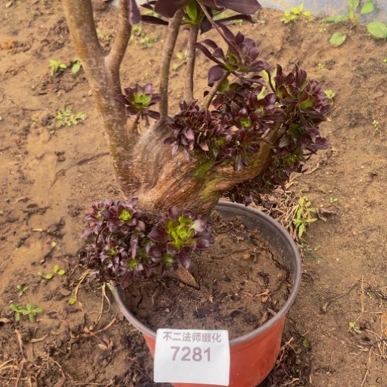 7281，多肉法师法师缀包邮