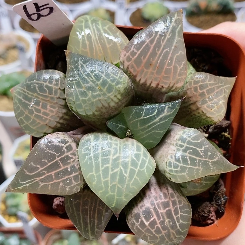 【闪购商品】65皇妃母本