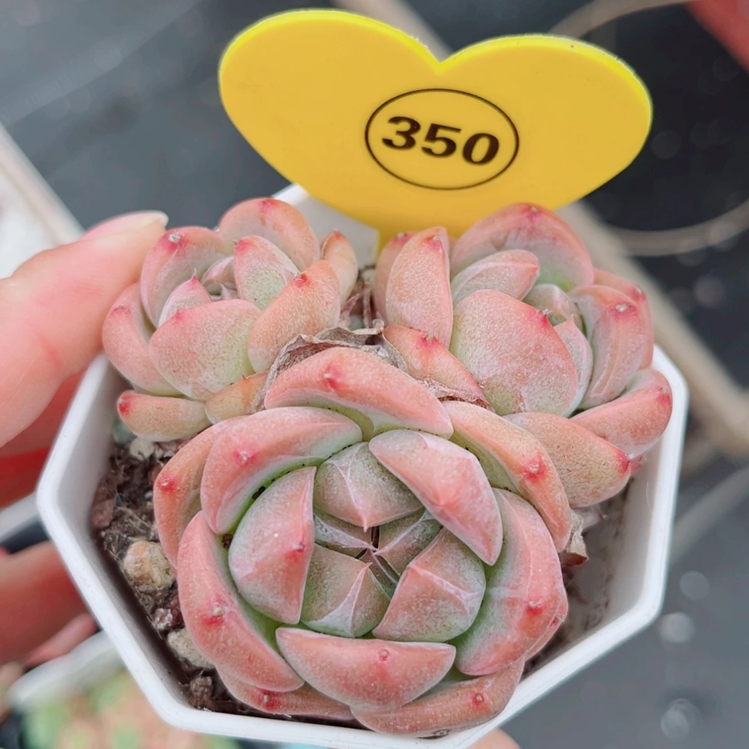 350号小老桩珍妮群