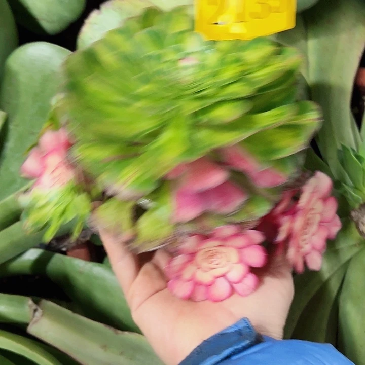 多肉植物知否2135