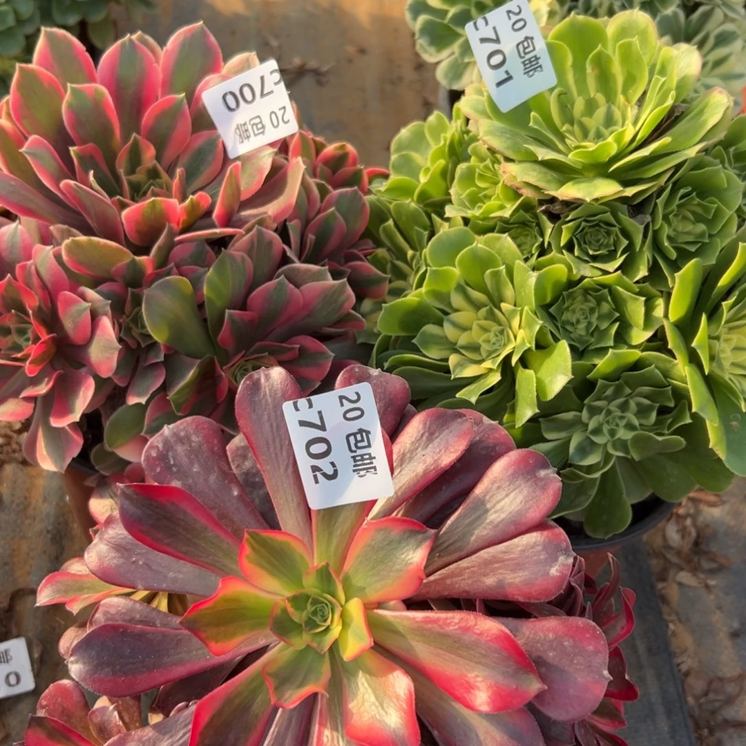 超***儿3颗组合，多肉法师